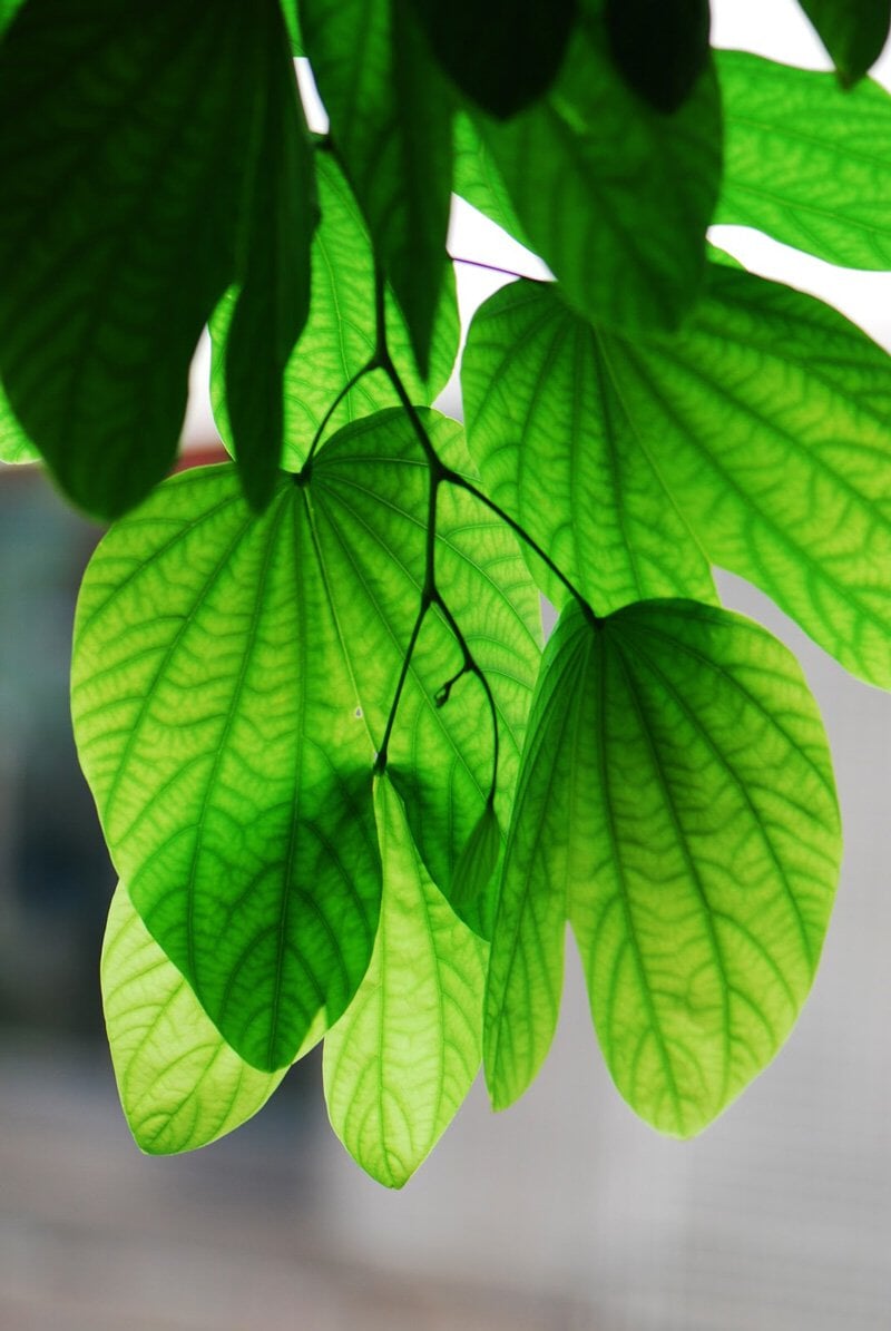 Green Leaves Close Up