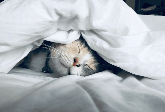 Your guide to a peaceful beauty sleep