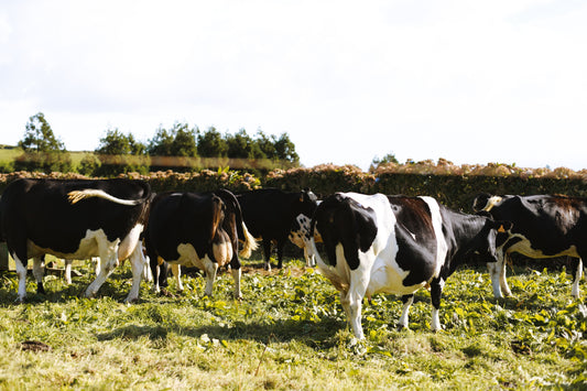 Why Vegan Protein Powder is not just for the cool kids of LA