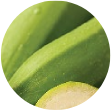 Australian Green  Banana Resistant Starch